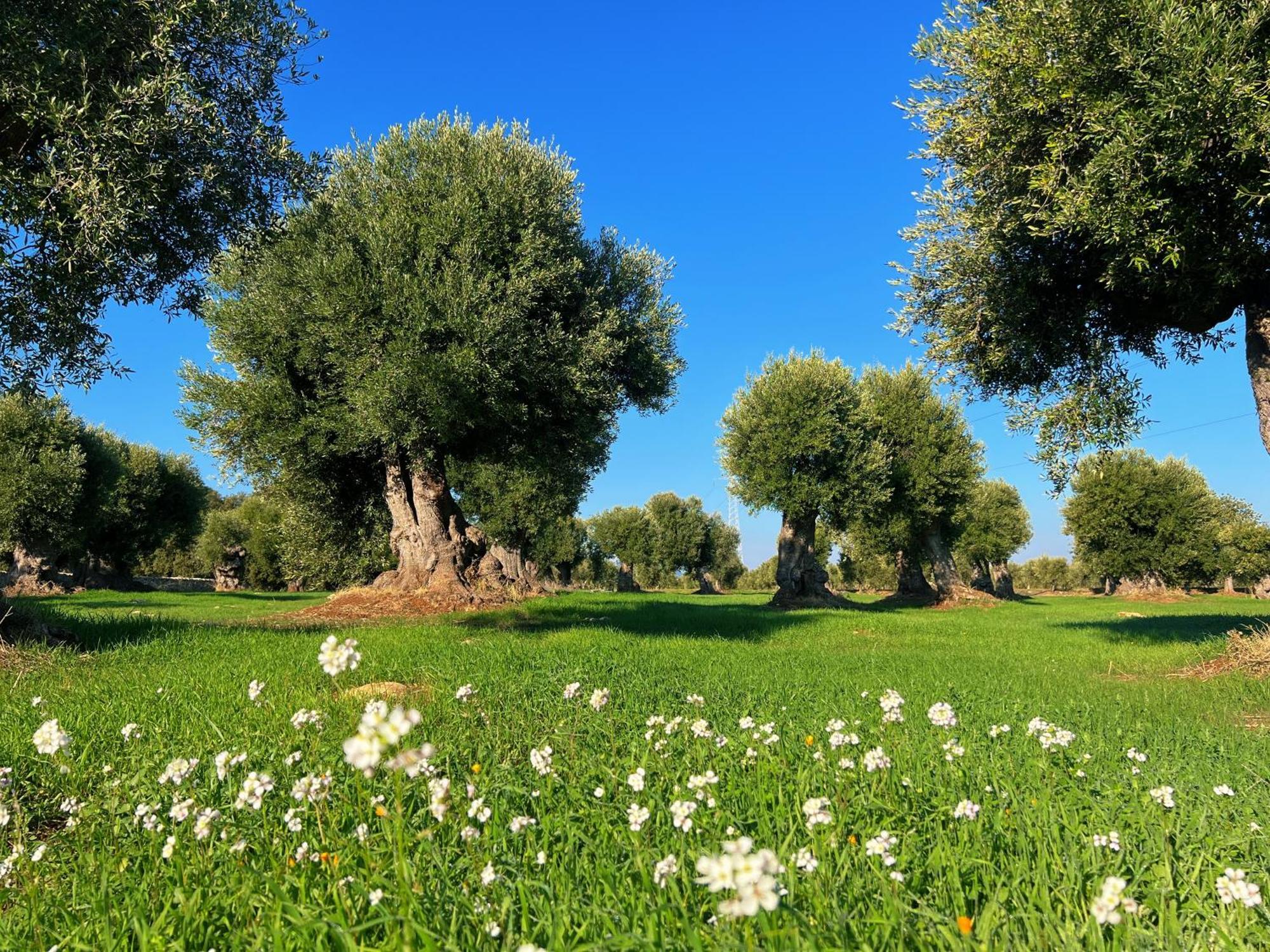 Minicasa Nella Natura, Con Piscina A Due Passi Ostuni Exterior foto